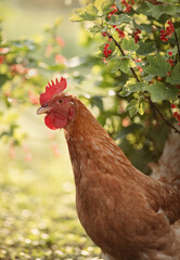 A photo of a domestic chicken near a redcurrant bush.
