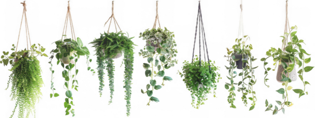 Collage of Various Hanging Plants