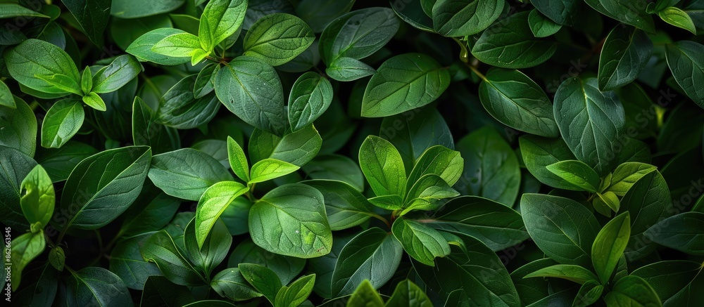Poster A vibrant abstract background featuring various green leaves from a live bush with copy space image.