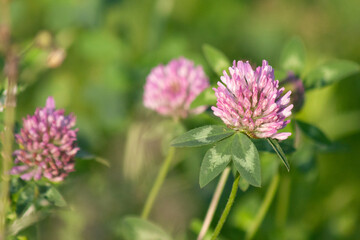 Fototapeta premium wild flowers in summer 