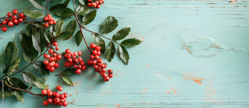 Aufkleber Ripe rowan berries and green leaves arranged on a light blue wooden table in a flat lay composition with room for text in the image. Copy space image. Place for adding text and design