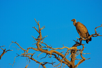 Kgalagadi Transfrontier Park one of the great parks of South Africa wildlife and hospitality in the Kalahari desert
