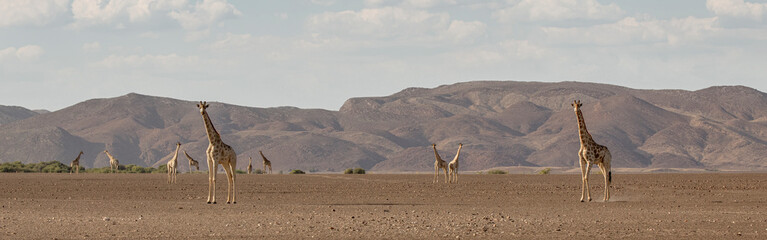 View of Giraffes and Desert in mountains, Kunene, Namibia.