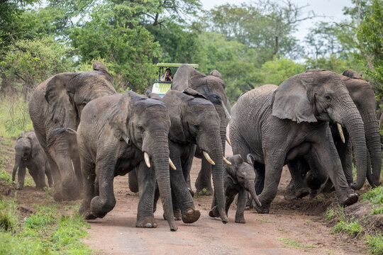 View of elephants and safari vehicle in Akagera National Park, Rwanda.