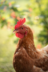 A photo of a domestic chicken near a redcurrant bush.