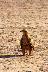 Kgalagadi Transfrontier Park one of the great parks of South Africa wildlife and hospitality in the Kalahari desert