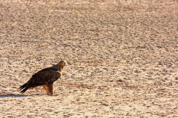 Kgalagadi Transfrontier Park one of the great parks of South Africa wildlife and hospitality in the Kalahari desert