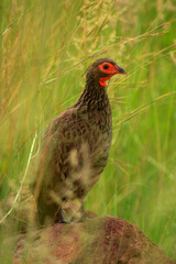 Kgalagadi Transfrontier Park one of the great parks of South Africa wildlife and hospitality in the Kalahari desert