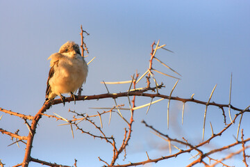 Kgalagadi Transfrontier Park one of the great parks of South Africa wildlife and hospitality in the Kalahari desert