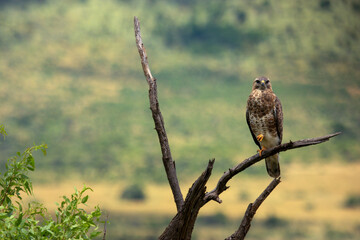 Kgalagadi Transfrontier Park one of the great parks of South Africa wildlife and hospitality in the Kalahari desert