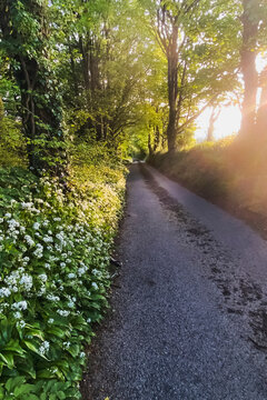 View of cornish country lane at sunset with trees and wild garlic, bodmin, england.