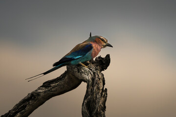 View of lilac-breasted roller perched on branch, Kruger National Park, South Africa.