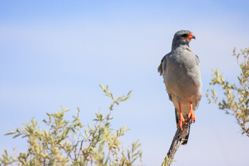 Kgalagadi Transfrontier Park one of the great parks of South Africa wildlife and hospitality in the Kalahari desert