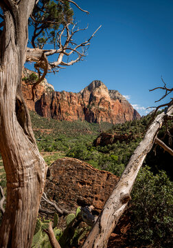 View of Zion National Park with majestic mountains, trees, and rocks, Springfield, Utah, United States.