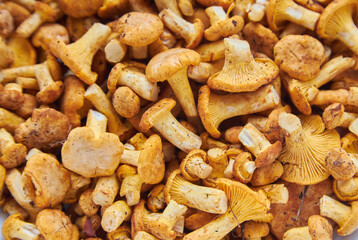 Mushroom Background. Chanterelles mushrooms just picked