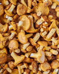 Chanterelles, Mushrooms, Food image chanterelle