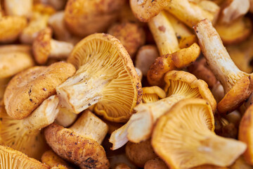 Mushroom Background. Chanterelles mushrooms just picked