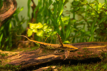 Aquarium catfish lying on a snag in an aquarium with algae on the background