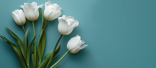 White tulips on a sky-blue background convey spring's essence, tenderness, and femininity in a greeting card with space for text or images. Copy space image. Place for adding text and design