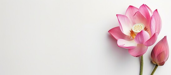 Fototapeta premium On a white background, there's a pink lotus paste with a spacious area for text or images (copy space image).