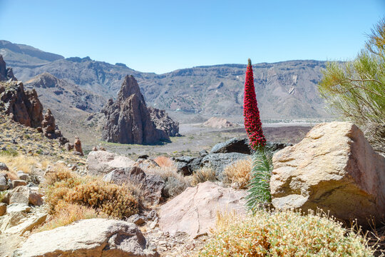 Vew of Echium wildpretii red colored flower, tower of jewels in Parque Nacional del Teide, Tenerife island
