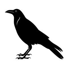 A black crow is standing on a white background