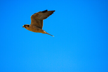 bird in hunter Kgalagadi Transfrontier Park one of the great parks of South Africa wildlife and hospitality in the Kalahari desert