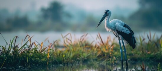 Asian openbill stork bird foraging for food in the fields with copy space image. © HN Works