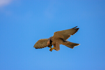 bird in hunter Kgalagadi Transfrontier Park one of the great parks of South Africa wildlife and hospitality in the Kalahari desert