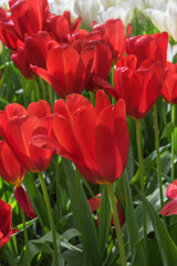 Field of exotic red blooming tulips in a park in Holland. Flowers for gardens, and parks