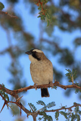 Kgalagadi Transfrontier Park one of the great parks of South Africa wildlife and hospitality in the Kalahari desert