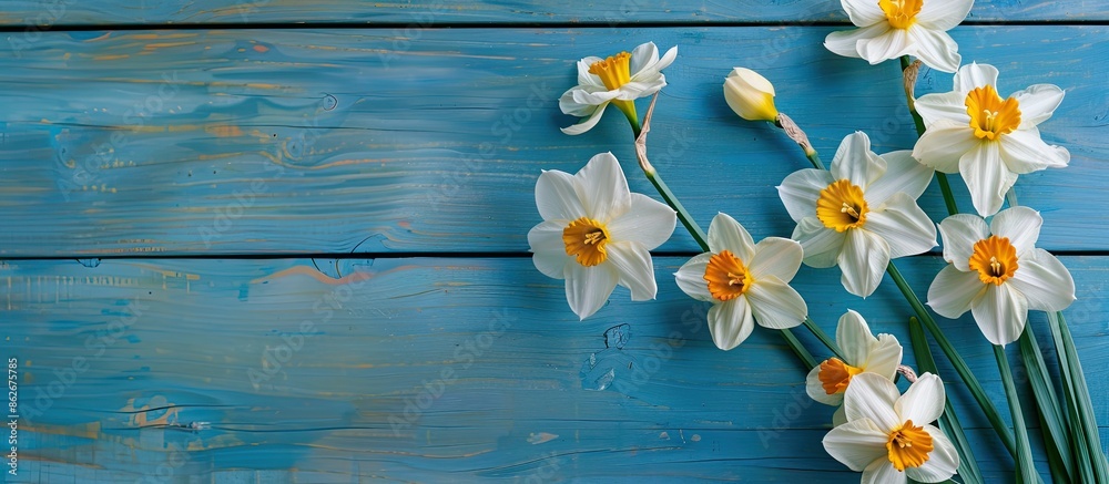 Poster Top down view of lovely daffodils arranged on a blue wooden surface with room for text in the image. Copy space image. Place for adding text and design