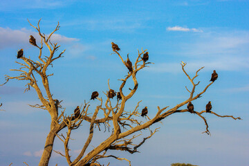 Kgalagadi Transfrontier Park one of the great parks of South Africa wildlife and hospitality in the Kalahari desert