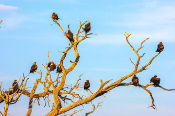 Kgalagadi Transfrontier Park one of the great parks of South Africa wildlife and hospitality in the Kalahari desert