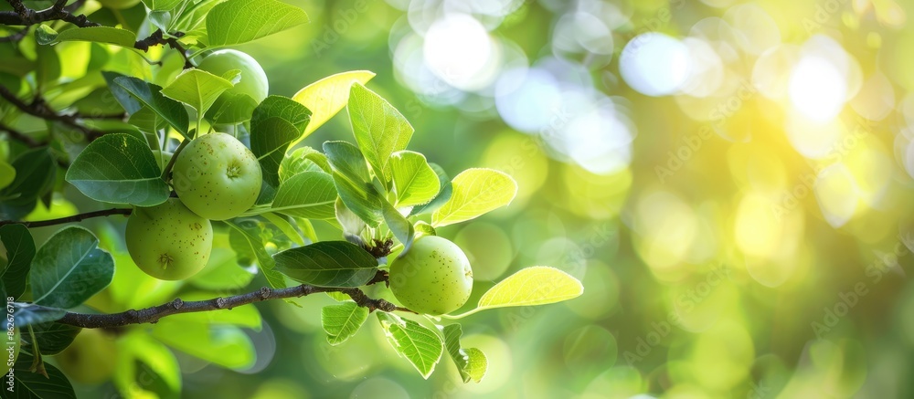 Poster a green tree with young quince fruits growing on a branch, set against a background of lush foliage,