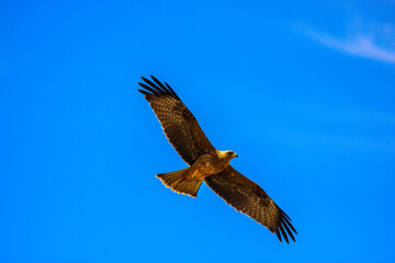 Kgalagadi Transfrontier Park one of the great parks of South Africa wildlife and hospitality in the Kalahari desert