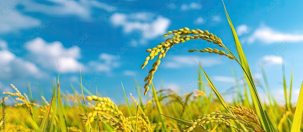 Poster ripe indian rice grains with blue sky in a paddy field for text paste with a copy space image.