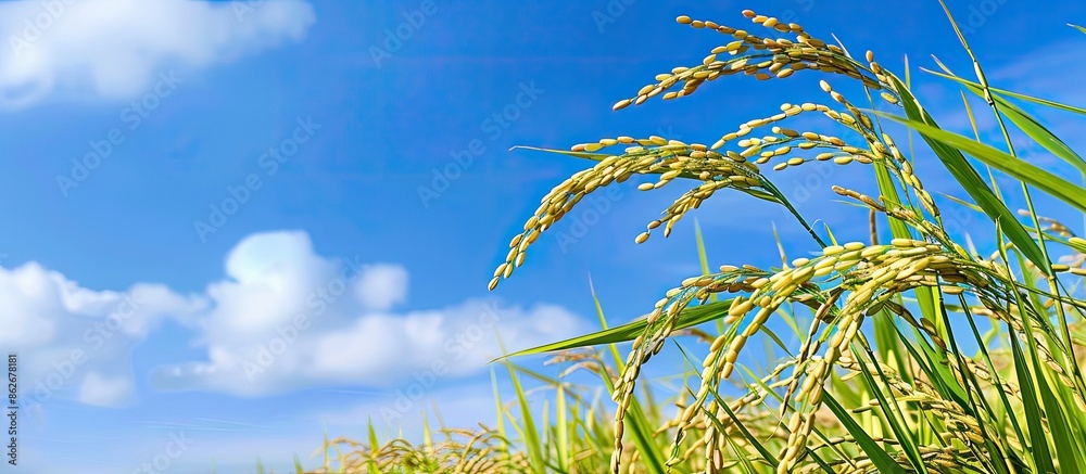 Poster ripe indian rice grains with blue sky in a paddy field for text paste with a copy space image.