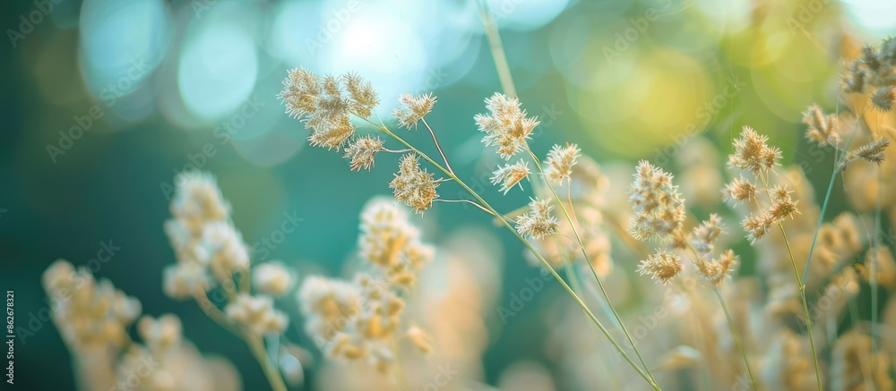Poster detailed close-up of brown wild carrot seeds against a softly blurred green background, creating a v
