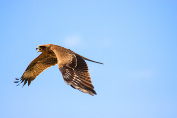 Kgalagadi Transfrontier Park one of the great parks of South Africa wildlife and hospitality in the Kalahari desert