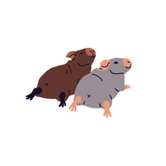 Couple of skinny guinea pigs relaxes together. Cute cavies lying back view. Domestic rodents have a rest. Amusing small pets, animals. Hand drawn flat isolated vector illustration on white background
