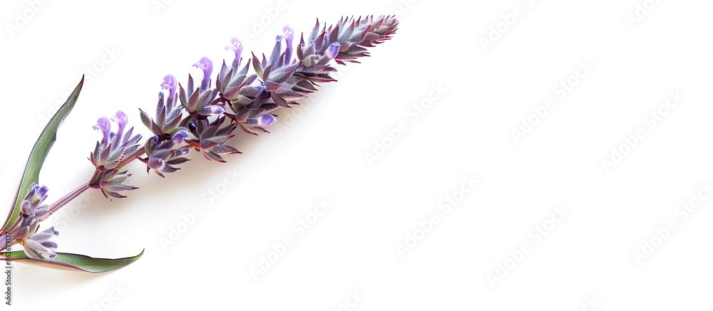 Aufkleber a native south american species featuring a purple inflorescence at the tip on a white background, s
