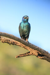 Kgalagadi Transfrontier Park one of the great parks of South Africa wildlife and hospitality in the Kalahari desert
