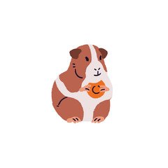 Cute guinea pig eating vegetable. Fluffy cavy sitting, holds in paws piece of carrot. Domestic animal, rodent with food. Small pet. Hand drawn flat isolated vector illustration on white background