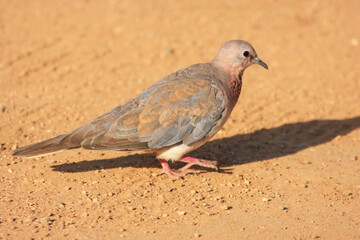 Kgalagadi Transfrontier Park one of the great parks of South Africa wildlife and hospitality in the Kalahari desert