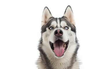 Fototapeta premium Siberian husky mammal animal pet.