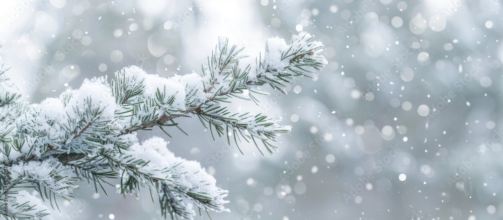 Aufkleber Closeup of a snow-covered pine branch in winter scenery with a blank space for adding images to the scene. Copy space image. Place for adding text and design