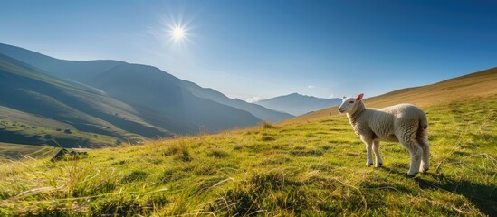 Fototapeta premium Mountain slope with sunny grass, lamb gazing backward in morning light, under clear blue sky, in captivating copy space image.