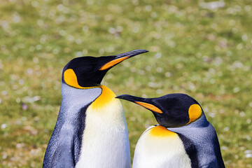 Close up of a pair of king penguins standing next to each other at the pinguin colony of Volunteer Point. Selective focus on the birds