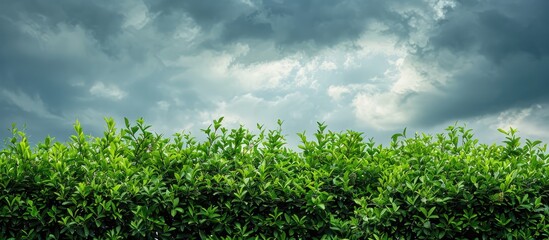 Fototapeta premium A green bush with a cloudy sky as a background, providing copy space image.